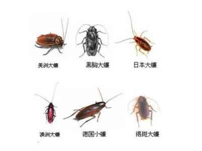 灭蟑螂